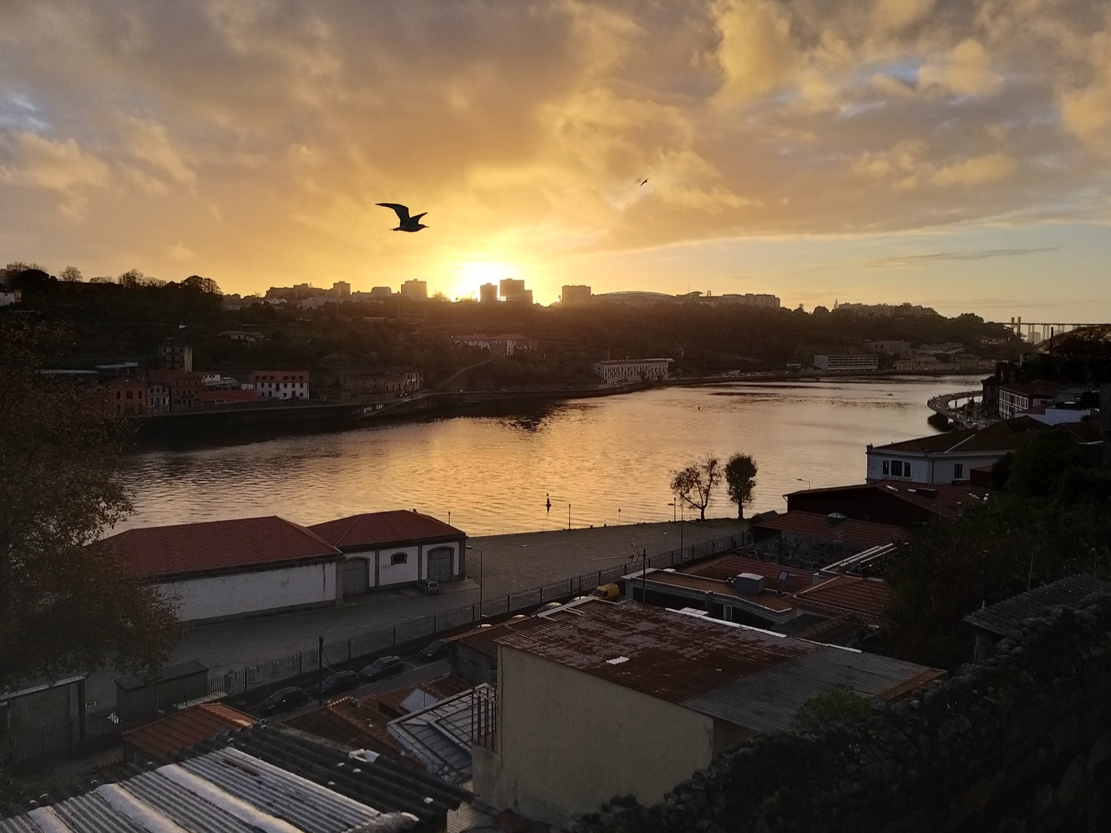 Sunset over the Douro river in Porto, a gull flying over the water